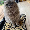animal, cat, couch, cozy, door, ears, expression, fluffy, furniture, home, indoor, natural_light, pet, rug, sitting, table, tiger_pattern, whiskers, window, wood_floor