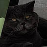 animal, cat, close_up, cute, dark_background, domestic_animal, ear, face, feline, fur, gray_cat, indoor, looking, mammal, pet, portrait, resting, shadow, whiskers, yellow_eyes