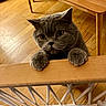 animal, cat, closeup, cozy, curious, cute, domestic_cat, ears, eyes, feline, floor, gray_cat, home, indoors, paws, pet, table, whiskers, wooden_floor, wooden_furniture