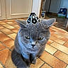 Gaston participe au concours pour gagner de l'argent avec cette photo : animal, cat, close_up, domestic_cat, ears, feline, floor, fur, gray_cat, headwear, household, indoors, lego_piece, pet, sitting, tile_floor, toy, unimpressed, whiskers, yellow_eyes