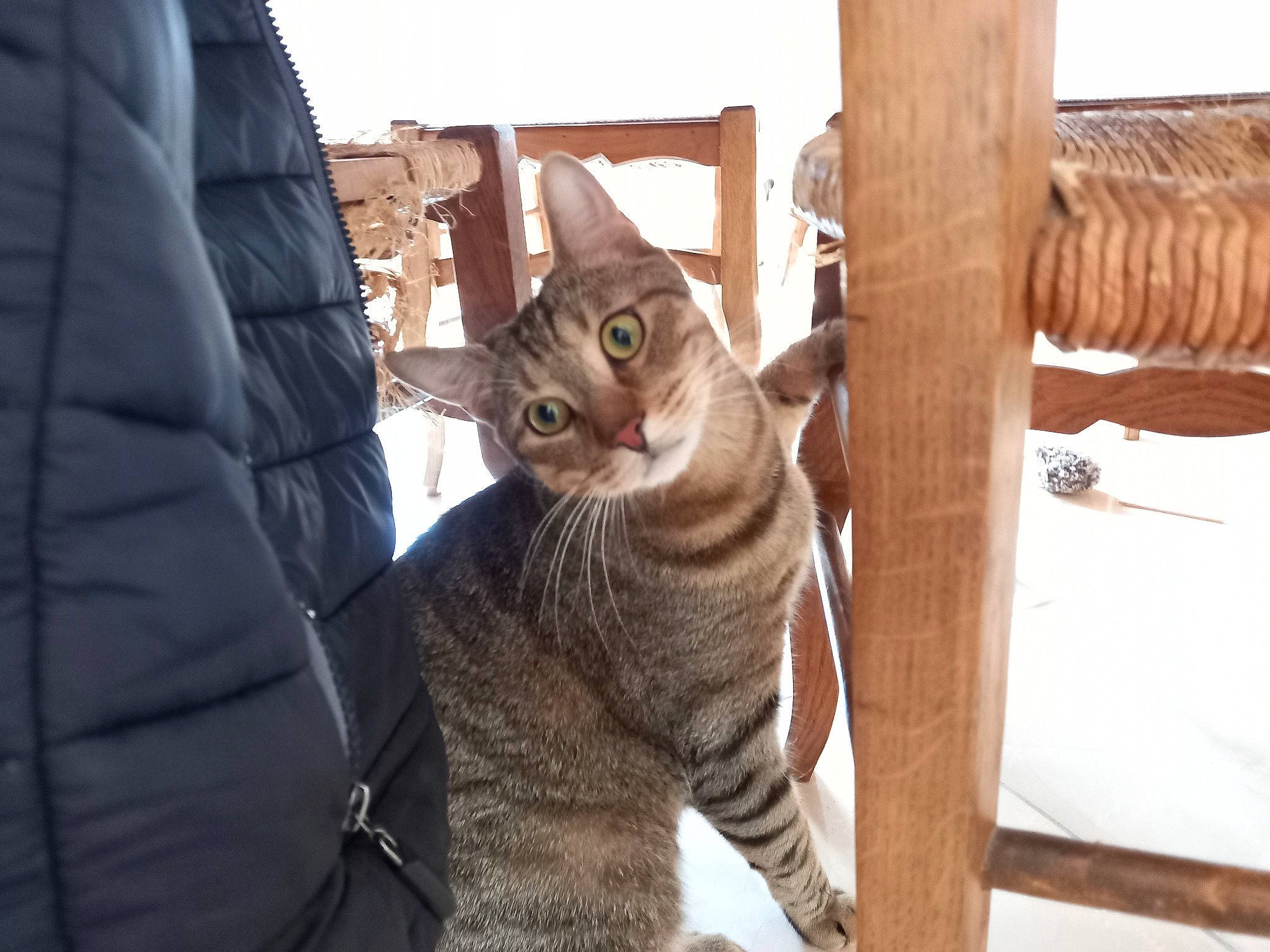 Raphy participe au concours pour gagner de l'argent avec cette photo : carnivore, cat, claw, comfort, domestic_short_haired_cat, fawn, felidae, fur, hardwood, paw, sitting, small_to_medium_sized_cats, snout, tail, terrestrial_animal, tree, whiskers, wildlife, window, wood