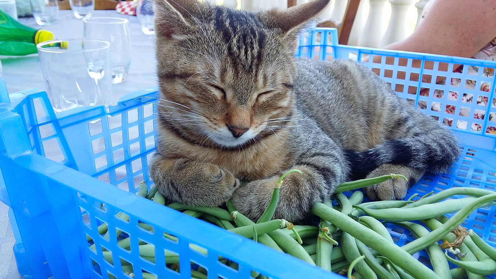 Raphy participe au concours pour gagner de l'argent avec cette photo : aegean_cat, american_shorthair, asian, australian_mist, california_spangled, carnivore, cat, domestic_short_haired_cat, dragon_li, european_shorthair, felidae, grass, kitten, mammal, nap, ocicat, pixie_bob, small_to_medium_sized_cats, tabby_cat, whiskers