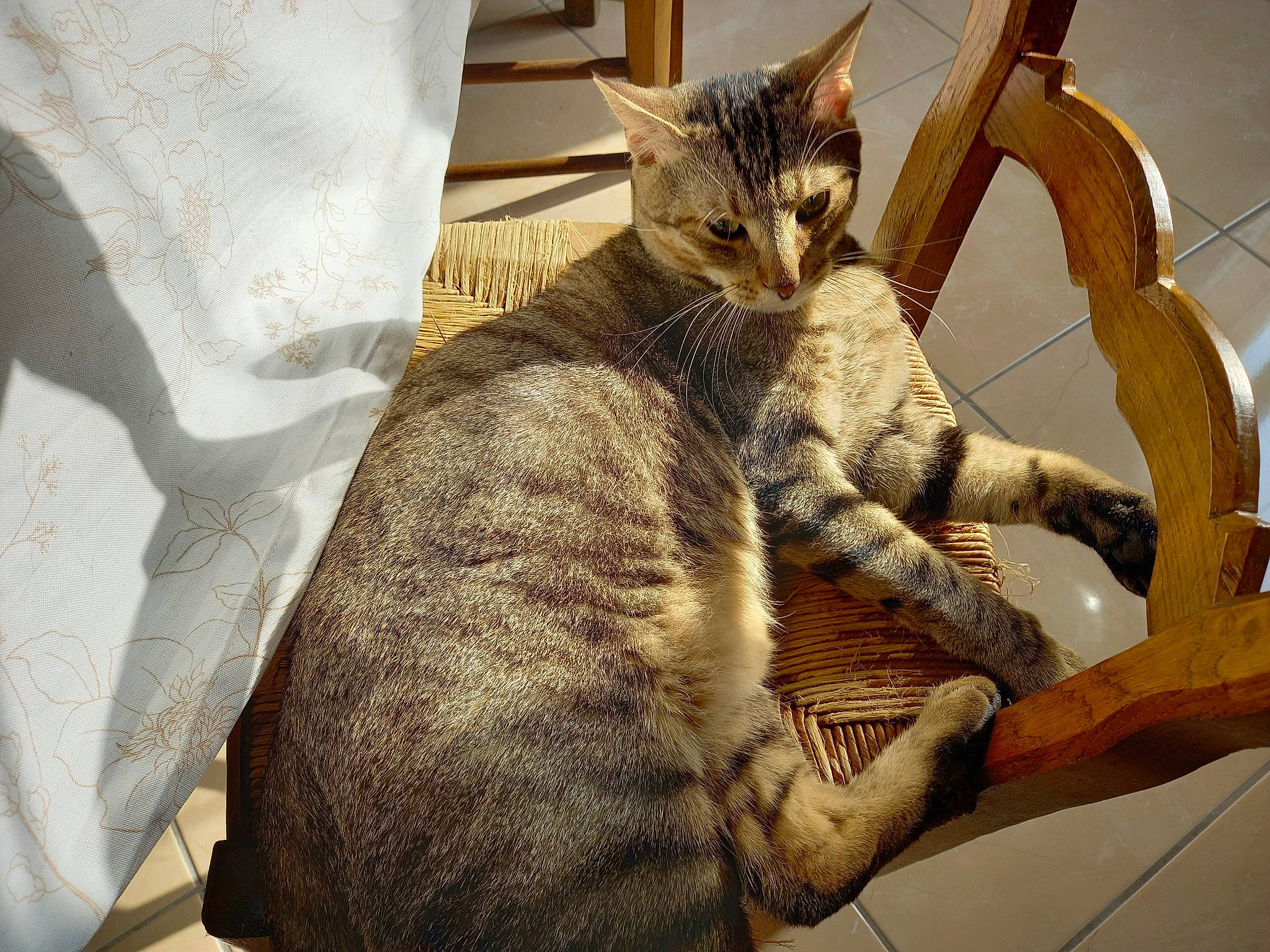 Raphy participe au concours pour gagner de l'argent avec cette photo : carnivore, cat, claw, comfort, domestic_short_haired_cat, fawn, felidae, fur, linens, nap, paw, small_to_medium_sized_cats, snout, tail, terrestrial_animal, tree, twig, whiskers, wildlife, wood