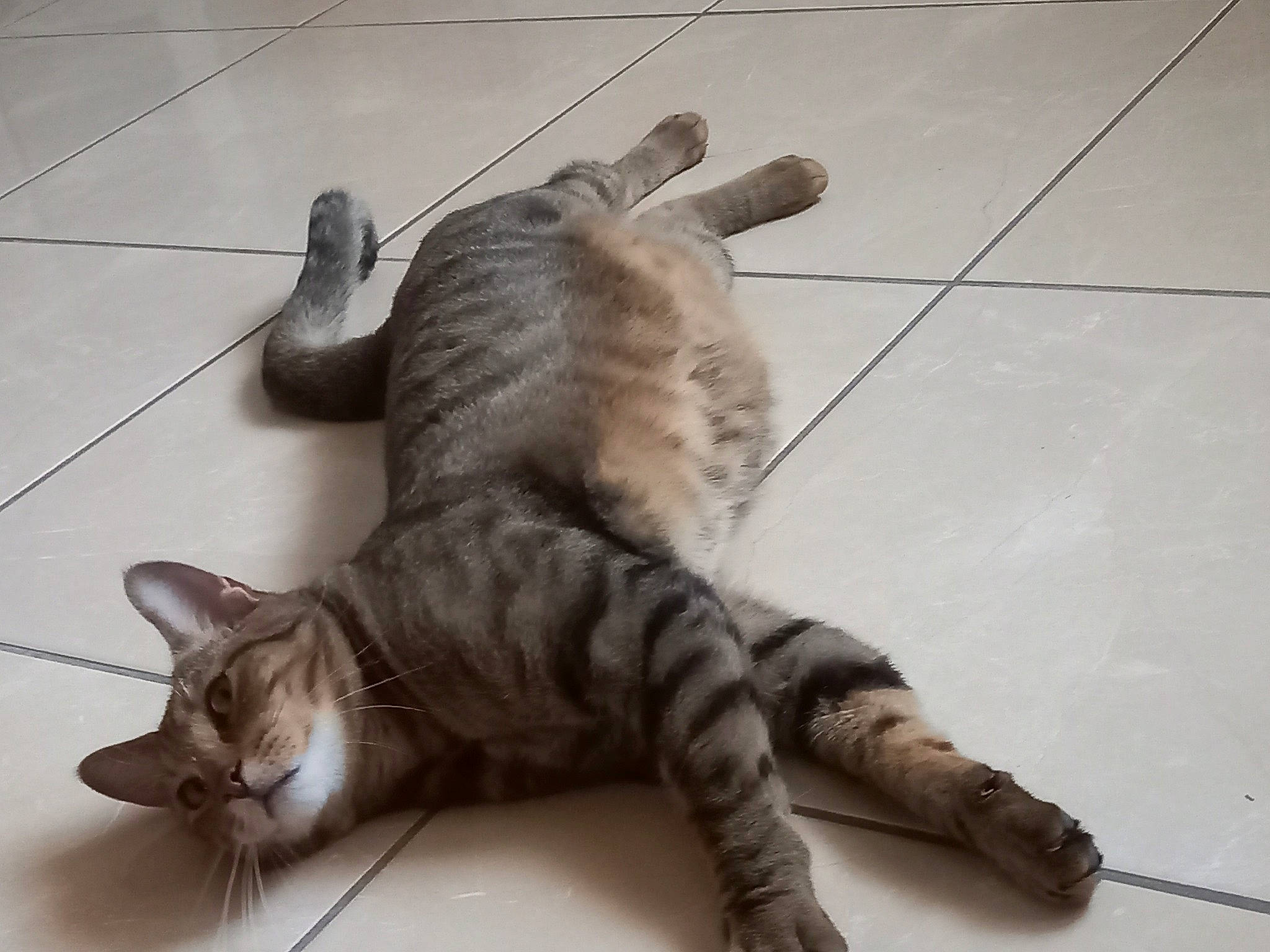 Raphy participe au concours pour gagner de l'argent avec cette photo : carnivore, cat, claw, comfort, domestic_short_haired_cat, fawn, felidae, floor, flooring, foot, fur, hardwood, paw, small_to_medium_sized_cats, tail, terrestrial_animal, tile_flooring, whiskers, wood