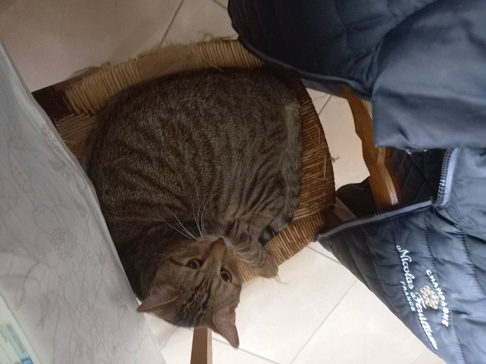 Raphy a rejoint le concours — aidez-le/la à gagner de superbes lots ! carnivore, cat, comfort, domestic_short_haired_cat, fawn, felidae, fur, hat, liver, nap, plant, sleep, small_to_medium_sized_cats, snout, tail, terrestrial_animal, tree, whiskers