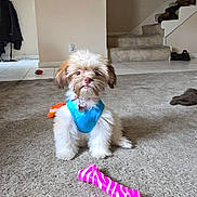 Lulu is registered to the contest to win money with this photo: animal, architecture, building, canine, clothing, dog, face, head, hosiery, house, housing, person, pet, photography, plant, portrait, pottedplant, puppy, sock, staircase