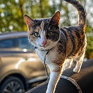 Caramel participe au concours pour gagner de l'argent avec cette photo : cat, calico_cat, animal, pet, outdoor, sunlight, fur, whiskers, greenery, car, vehicle, walking, collar, curious, focused, closeup, nature, daylight, tail, paws