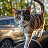 cat, calico_cat, animal, pet, outdoor, sunlight, fur, whiskers, greenery, car, vehicle, walking, collar, curious, focused, closeup, nature, daylight, tail, paws