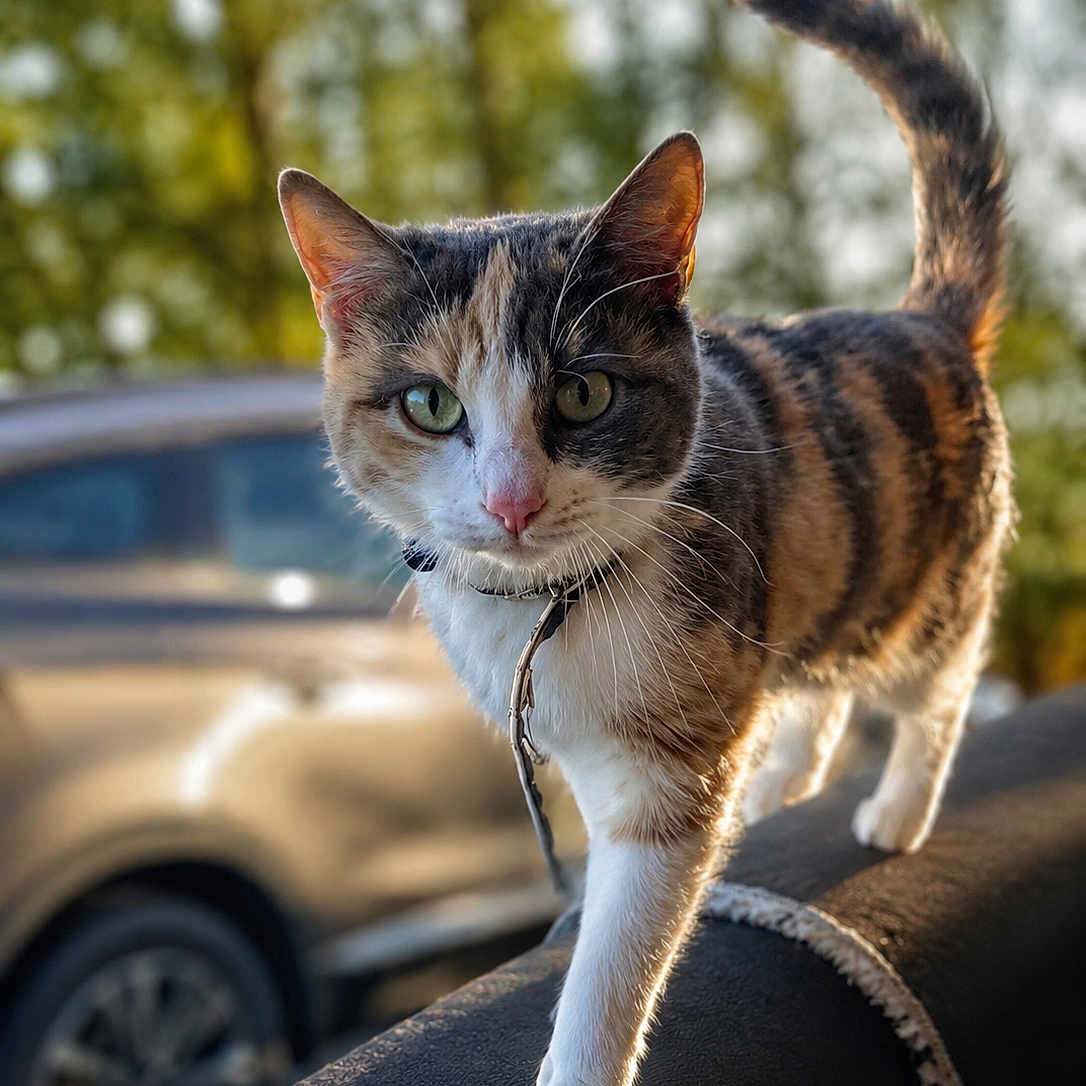 Caramel participe au concours pour gagner de l'argent avec cette photo : cat, calico_cat, animal, pet, outdoor, sunlight, fur, whiskers, greenery, car, vehicle, walking, collar, curious, focused, closeup, nature, daylight, tail, paws