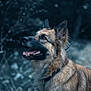 dog, german_shepherd, animal, pet, canine, fur, outdoor, nature, portrait, muzzle, ears, collar, tongue, teeth, profile, looking, brown, black, happy, alert