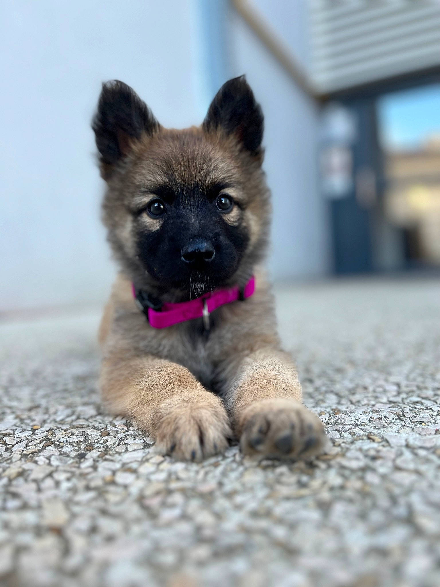 Yüka participe au concours pour gagner de l'argent avec cette photo : canidae, carnivore, companion_dog, dog, dog_breed, fawn, flooring, foot, fur, non_sporting_group, puppy, sporting_group, terrestrial_animal, whiskers, wildlife, working_animal, working_dog