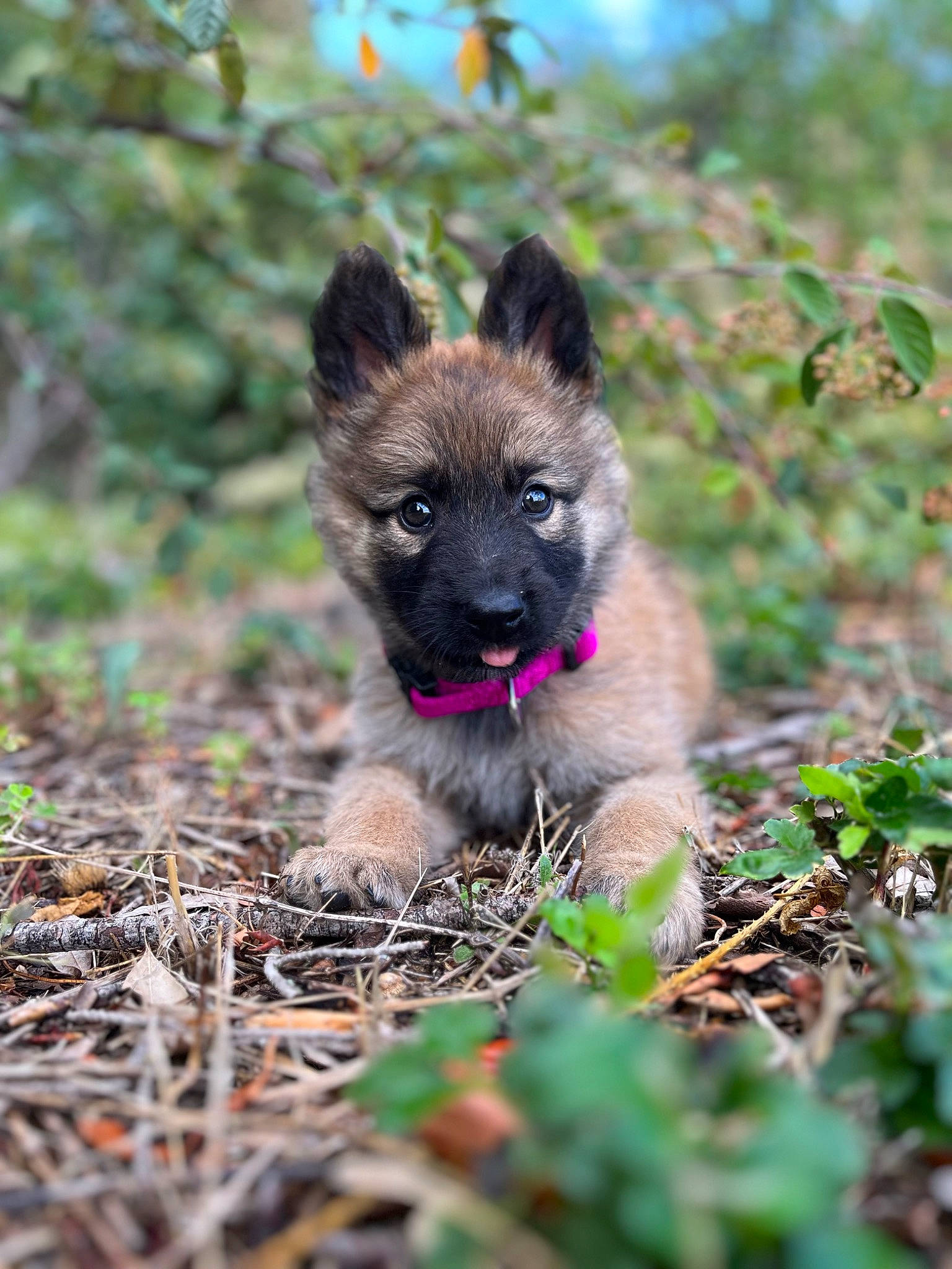 Yüka a rejoint le concours — aidez-le/la à gagner de superbes lots ! carnivore, companion_dog, dog, dog_breed, fawn, fur, grass, marsupial, plant, snout, soil, sporting_group, terrestrial_animal, tree, whiskers, wildlife, working_animal