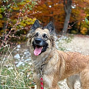 Yüka participe au concours pour gagner de l'argent avec cette photo : dog, animal, pet, leash, outdoor, forest, path, autumn, fall, nature, grass, tree, happy, tongue_out, canine, fur, smiling, walking, seasonal, scenic