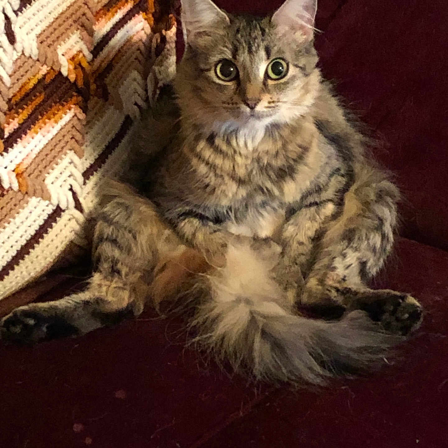 Willow joined the competition — help win amazing prizes! abyssinian, angora, animal, architecture, armchair, blanket, building, cat, chair, couch, cushion, furniture, homedecor, indoors, kitten, livingroom, manx, pet, room, wood