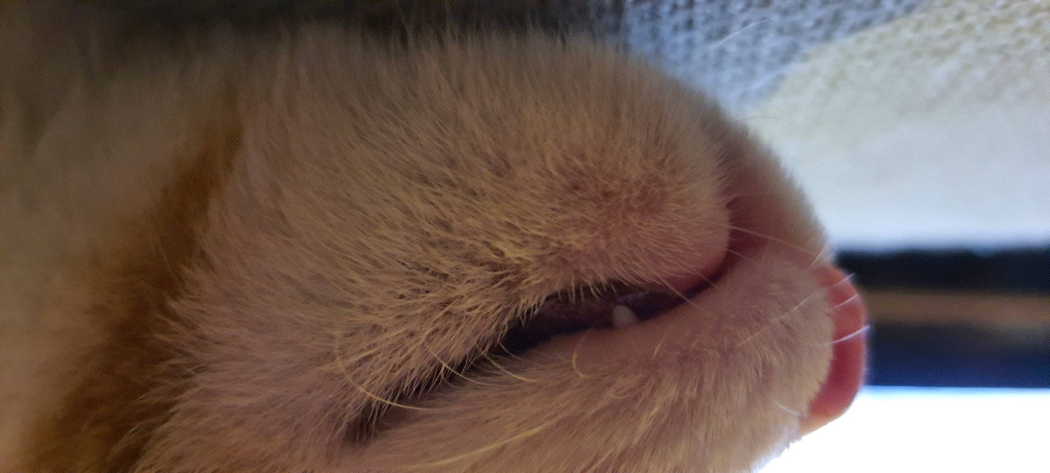 Bibichat a rejoint le concours — aidez-le/la à gagner de superbes lots ! cat, claw, comfort, fawn, felidae, fur, fur_clothing, natural_material, paw, small_to_medium_sized_cats, tail, whiskers