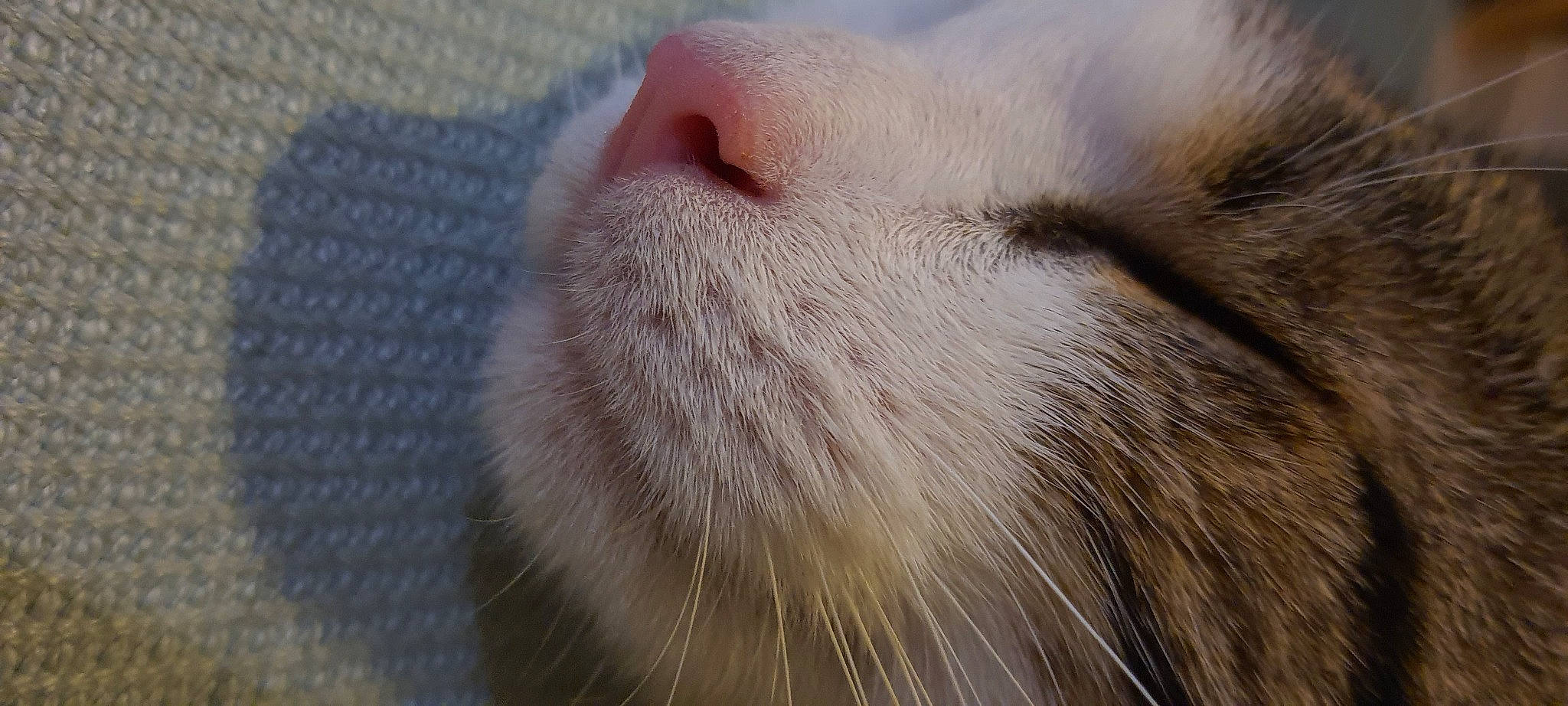 Bibichat a rejoint le concours — aidez-le/la à gagner de superbes lots ! carnivore, cat, domestic_short_haired_cat, fawn, felidae, fur, paw, small_to_medium_sized_cats, snout, whiskers