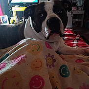 Lucky joined the competition — help win amazing prizes! dog, blanket, smiley_pattern, bed, television, indoor, portrait, brindle_coat, white_markings, paw, eyes, nightstand, mirror, framed_photo, cozy, plaid_blanket, low_light, whiskers, pet, furniture