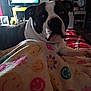 dog, blanket, smiley_pattern, bed, television, indoor, portrait, brindle_coat, white_markings, paw, eyes, nightstand, mirror, framed_photo, cozy, plaid_blanket, low_light, whiskers, pet, furniture