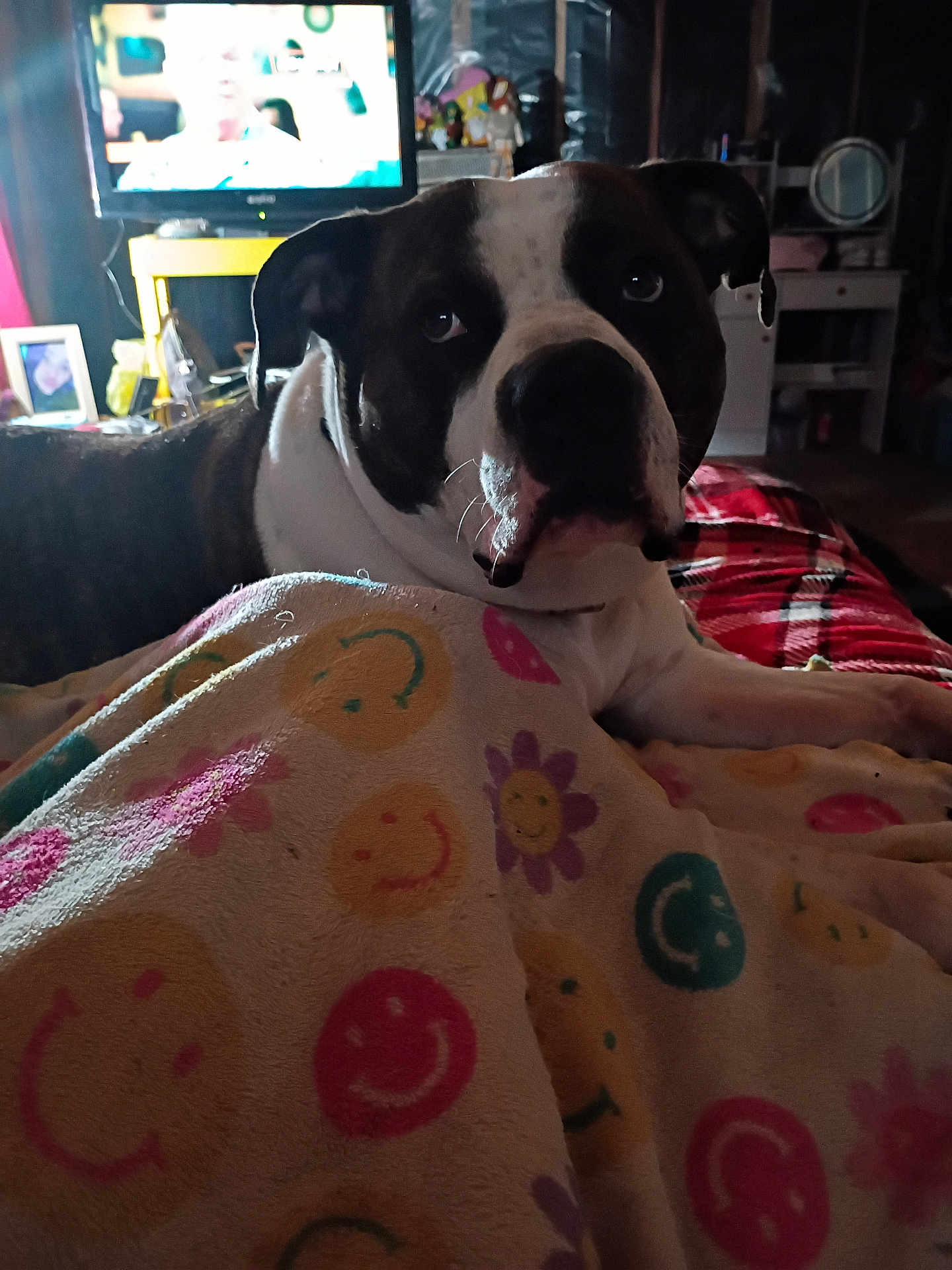 Lucky joined the competition — help win amazing prizes! dog, blanket, smiley_pattern, bed, television, indoor, portrait, brindle_coat, white_markings, paw, eyes, nightstand, mirror, framed_photo, cozy, plaid_blanket, low_light, whiskers, pet, furniture