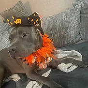Tycko a rejoint le concours — aidez-le/la à gagner de superbes lots ! dog, pet, costume, halloween, hat, orange, black, couch, blanket, indoor, relaxed, feathers, spiders, bat_wings, gray, canine, decor, cozy, animal, resting