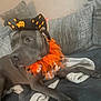 dog, pet, costume, halloween, hat, orange, black, couch, blanket, indoor, relaxed, feathers, spiders, bat_wings, gray, canine, decor, cozy, animal, resting