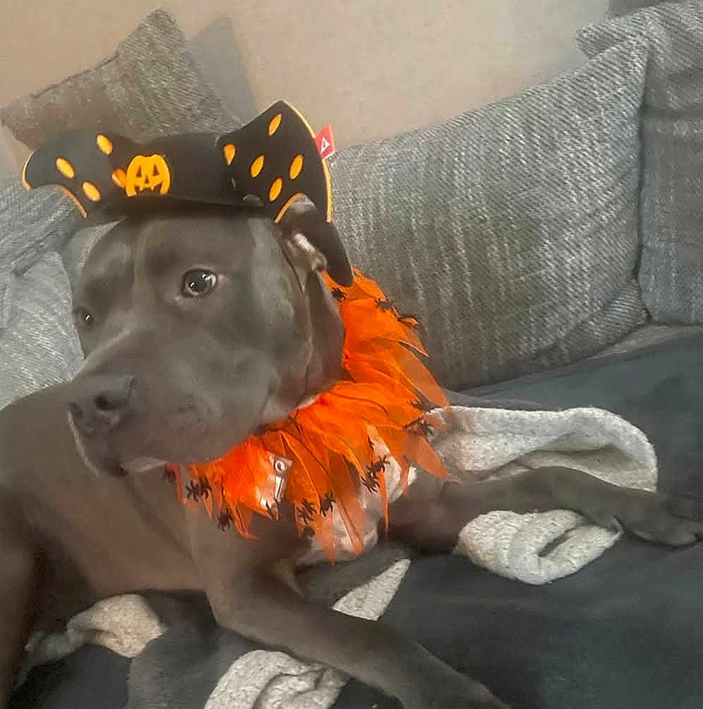 Tycko a rejoint le concours — aidez-le/la à gagner de superbes lots ! dog, pet, costume, halloween, hat, orange, black, couch, blanket, indoor, relaxed, feathers, spiders, bat_wings, gray, canine, decor, cozy, animal, resting