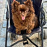 dog, puppy, brown_dog, fluffy, long_hair, small_breed, pointy_ears, tongue_out, sitting, stroller, pet, canine, outdoor, cobblestone, sidewalk, portrait, centered, happy, cute, animal