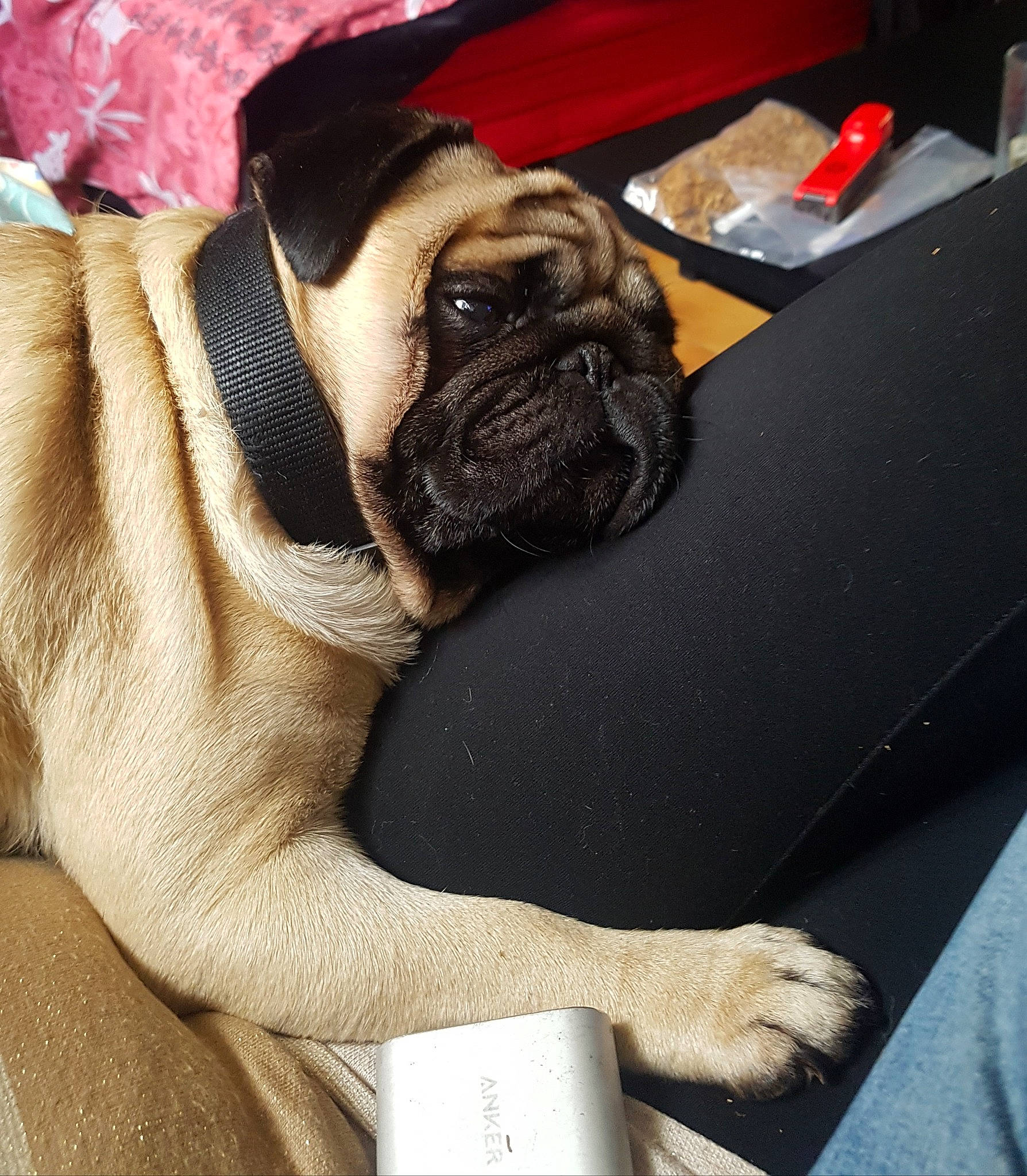 Oki a rejoint le concours — aidez-le/la à gagner de superbes lots ! canidae, carmine, carnivore, comfort, companion_dog, dog, dog_breed, fawn, flooring, fur, non_sporting_group, plant, pug, snout, sporting_group, terrestrial_animal, toy_dog, whiskers, working_animal, wrinkle