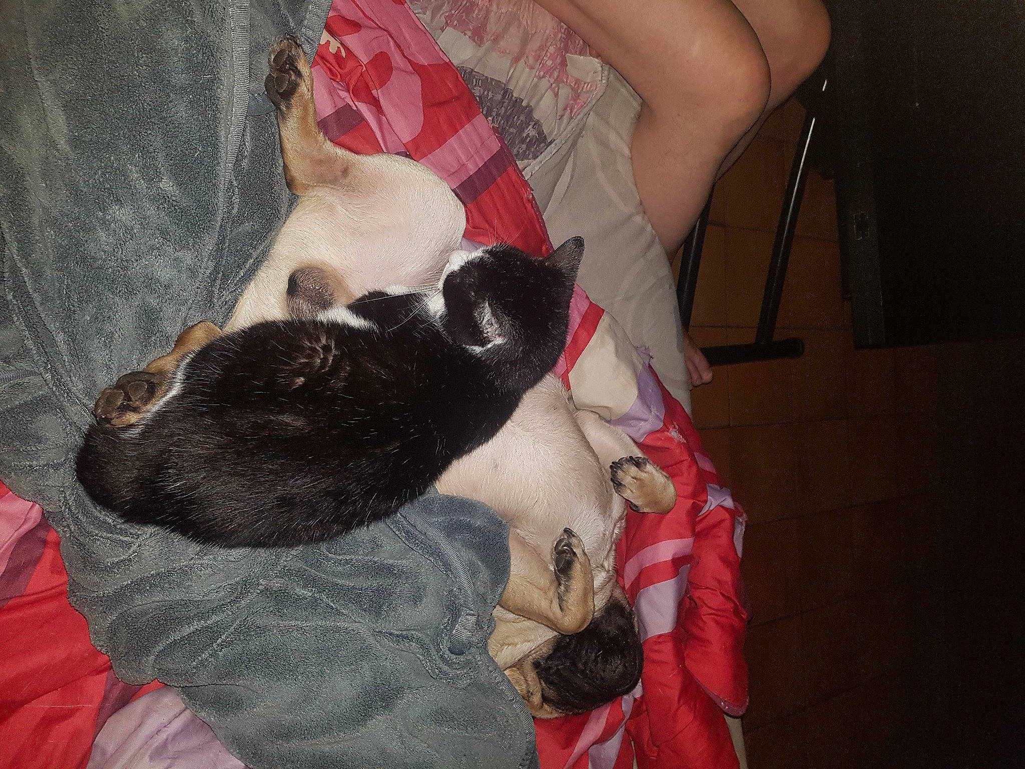 Oki a rejoint le concours — aidez-le/la à gagner de superbes lots ! canidae, carnivore, cat, comfort, companion_dog, dog_breed, domestic_short_haired_cat, fawn, felidae, fur, human_leg, lap, linens, nap, paw, small_to_medium_sized_cats, sporting_group, tail, thigh, whiskers