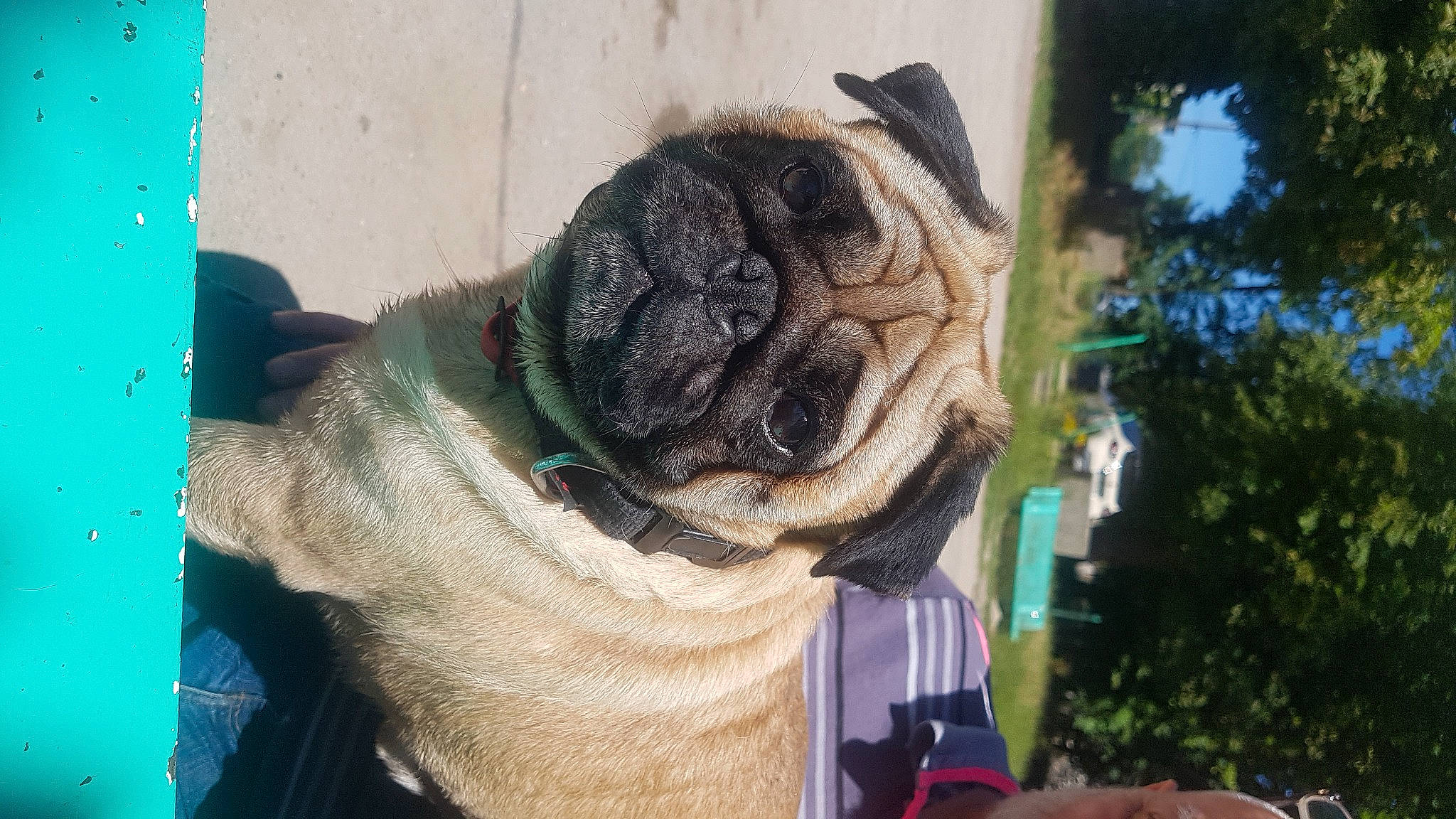 Oki a rejoint le concours — aidez-le/la à gagner de superbes lots ! ancient_dog_breeds, carnivore, collar, companion_dog, dog, dog_breed, dog_collar, electric_blue, fawn, fur, grass, leash, plant, pug, snout, terrestrial_animal, toy_dog, tree, wool, wrinkle