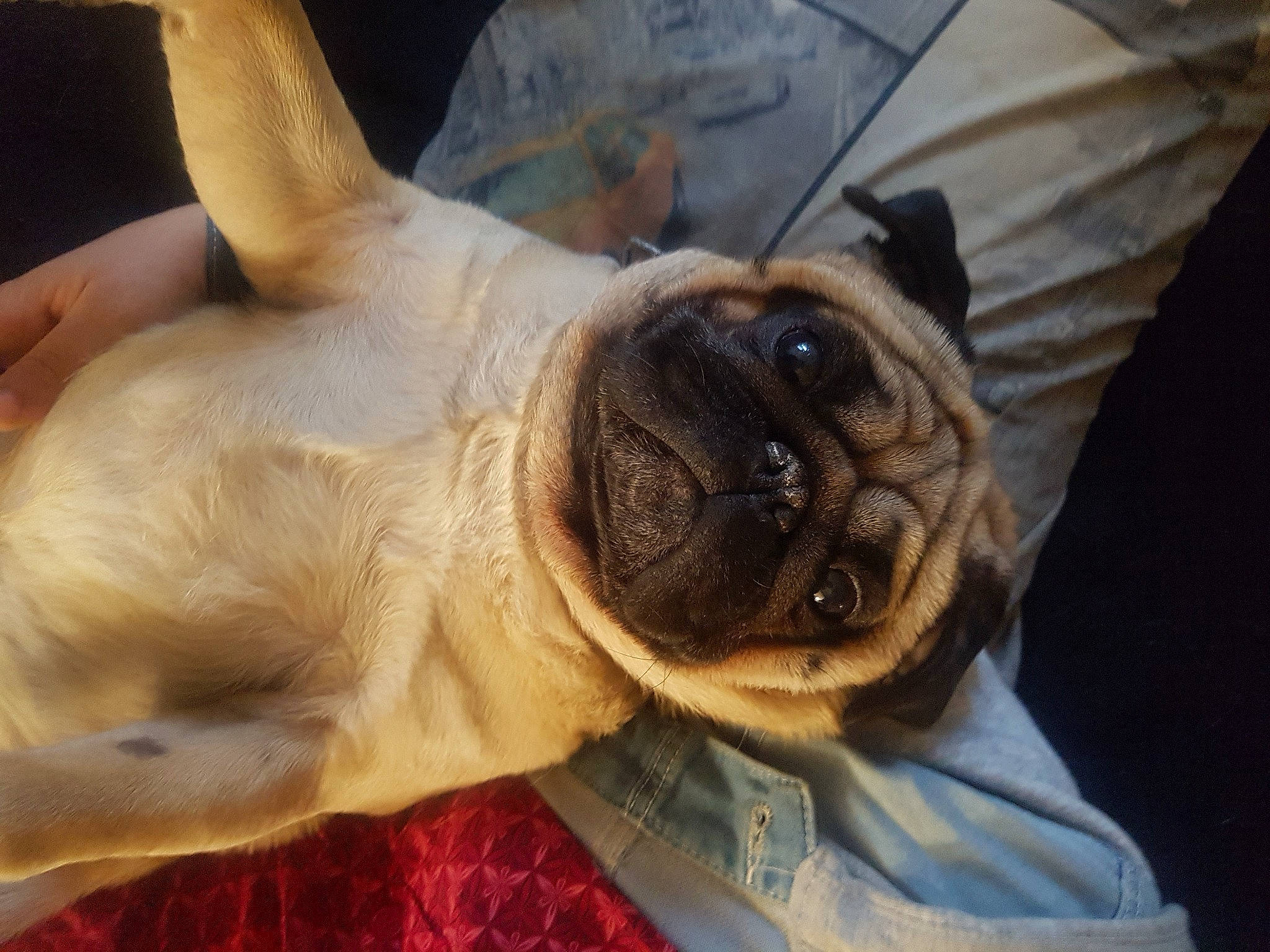 Oki a rejoint le concours — aidez-le/la à gagner de superbes lots ! canidae, carnivore, collar, companion_dog, dog, dog_breed, dog_collar, ear, fawn, fur, pug, puppy, snout, sporting_group, sunglasses, terrestrial_animal, toy_dog, whiskers, working_animal, wrinkle