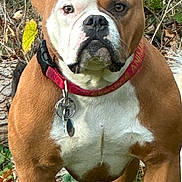 Carmello is registered to the contest to win money with this photo: dog, brown, white, collar, outdoor, grass, leaves, pet, animal, canine, nature, alert, standing, tags, closeup, fur, muzzle, ears, eyes, portrait