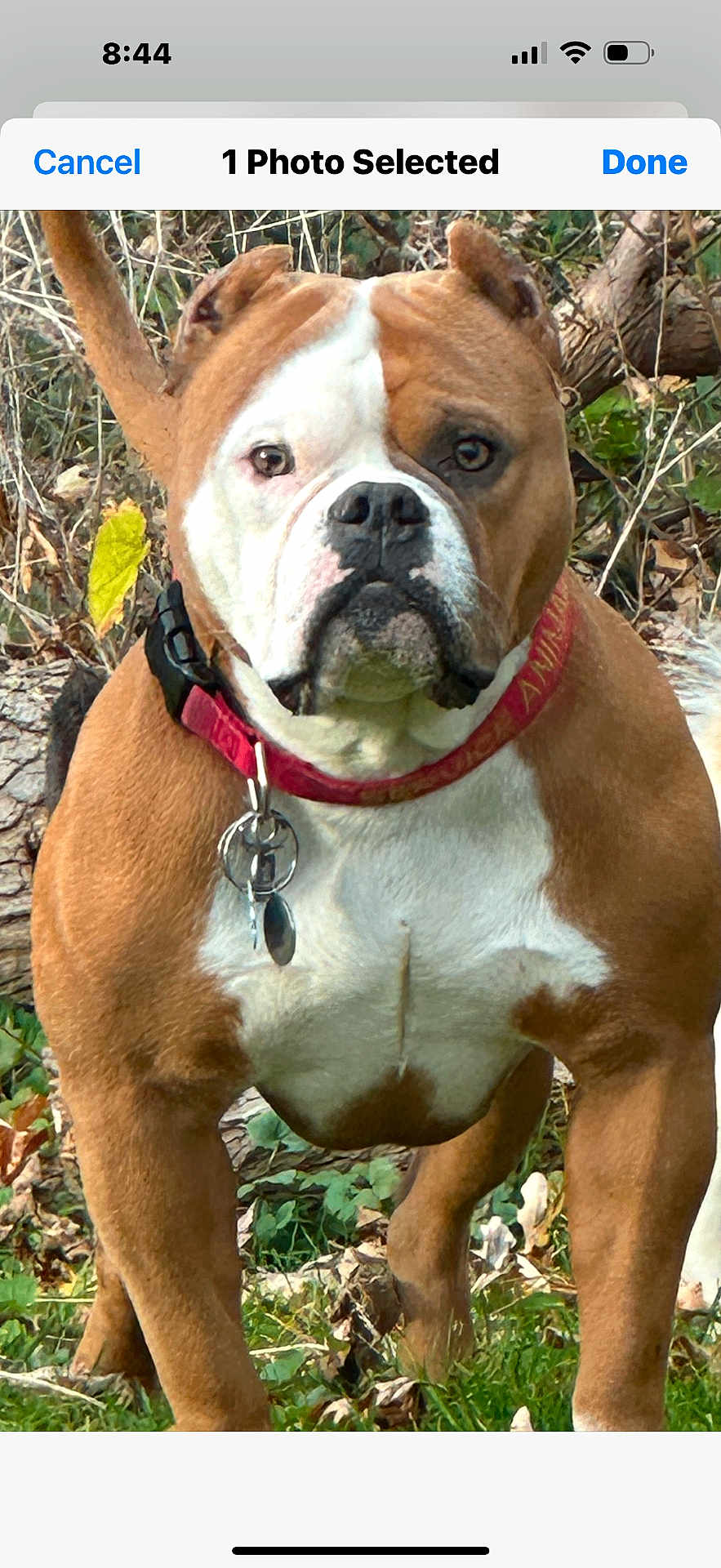 Carmello is registered to the contest to win money with this photo: dog, brown, white, collar, outdoor, grass, leaves, pet, animal, canine, nature, alert, standing, tags, closeup, fur, muzzle, ears, eyes, portrait