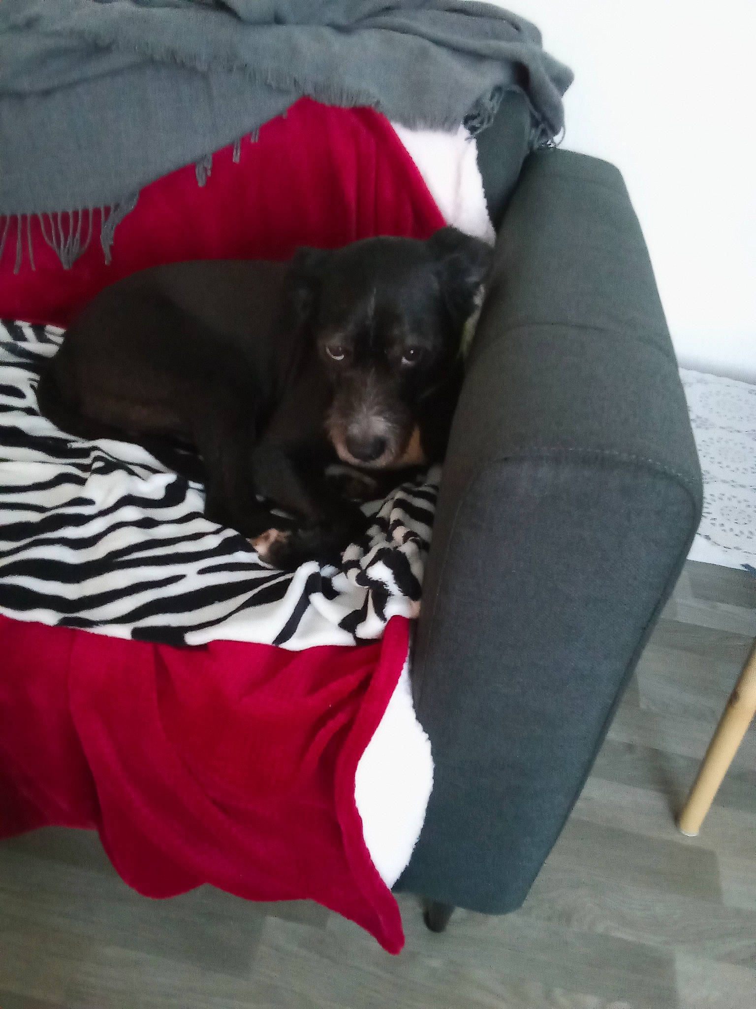 Black a rejoint le concours — aidez-le/la à gagner de superbes lots ! borador, canidae, carmine, carnivore, comfort, companion_dog, dog, dog_breed, dog_supply, fur, grey, guard_dog, linens, liver, magenta, pet_supply, sleeve, snout, sporting_group, working_animal