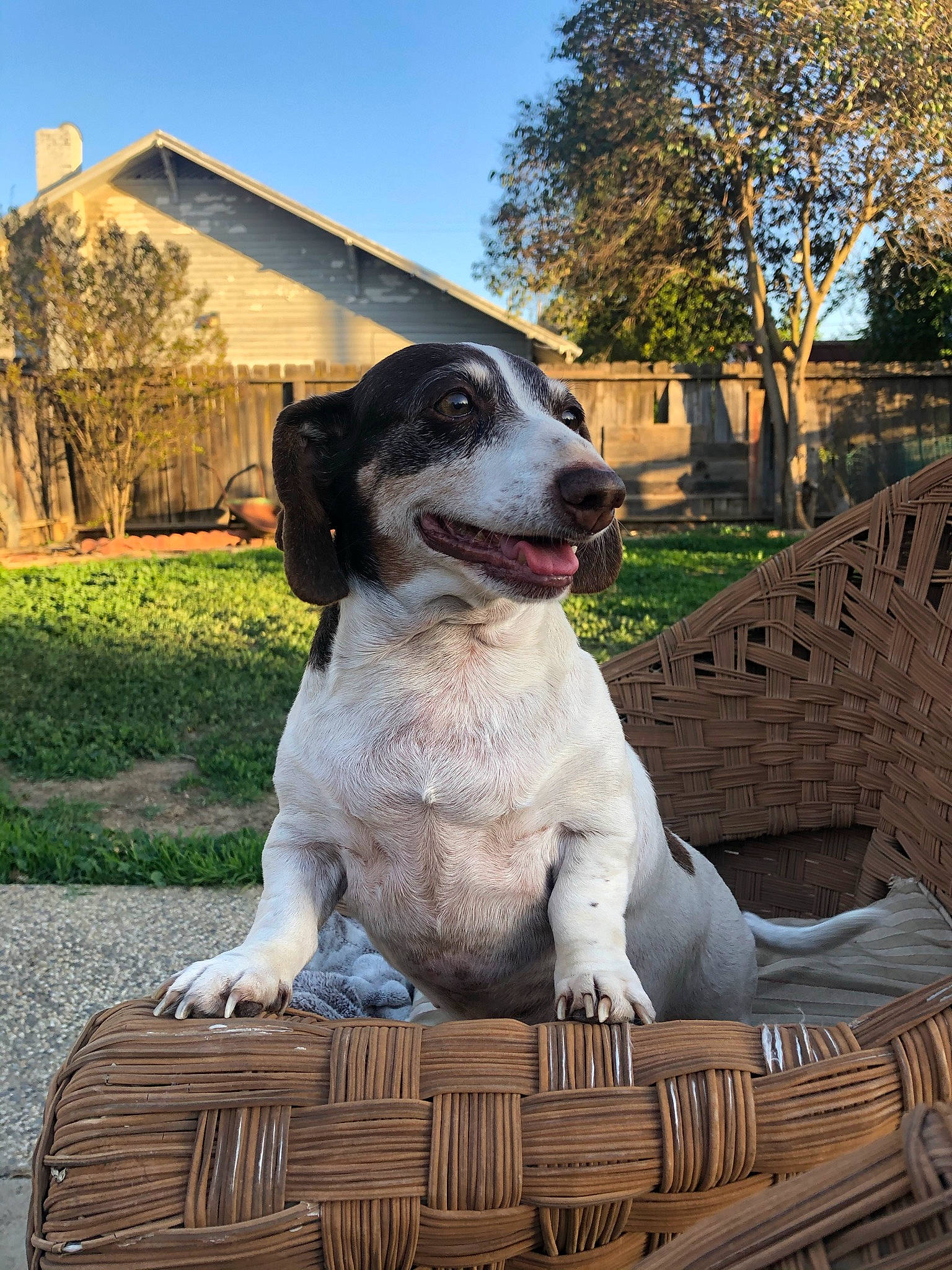 Muffin is registered to the contest to win money with this photo: building, canidae, carnivore, companion_dog, dog, dog_breed, fawn, grass, gun_dog, house, outdoor_furniture, plant, sitting, sky, snout, sporting_group, tree, window, wood, working_animal