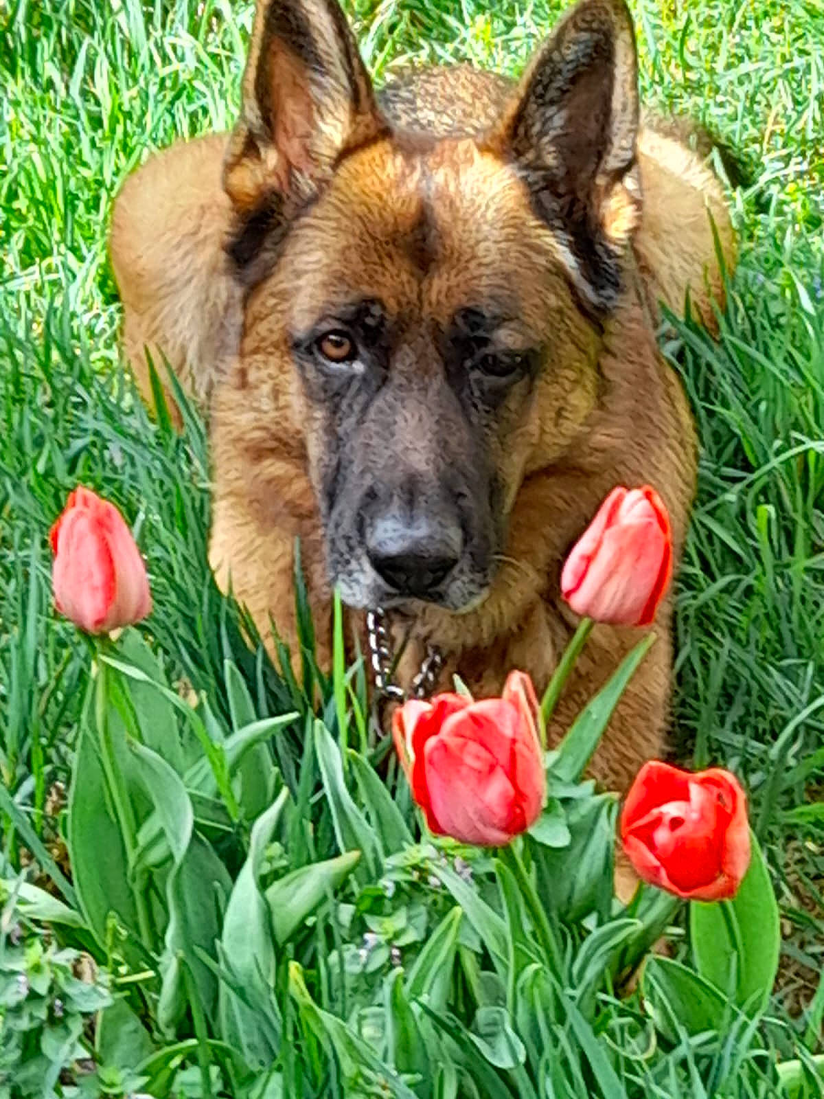 Orus participe au concours pour gagner de l'argent avec cette photo : canidae, carnivore, companion_dog, coquelicot, dog, dog_breed, fawn, flower, flowering_plant, garden, german_shepherd_dog, grass, groundcover, herding_dog, petal, plant, snout, sporting_group, working_animal, working_dog