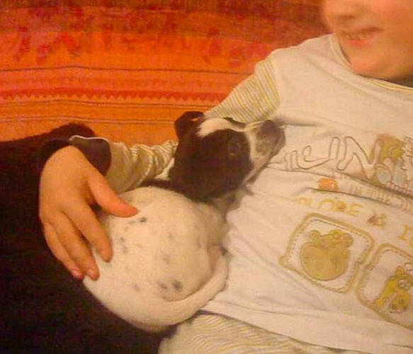 Finette a rejoint le concours — aidez-le/la à gagner de superbes lots ! baby, boston_terrier, canidae, carnivore, child, dog, dog_breed, finger, french_bulldog, hand, play, pointer, puppy