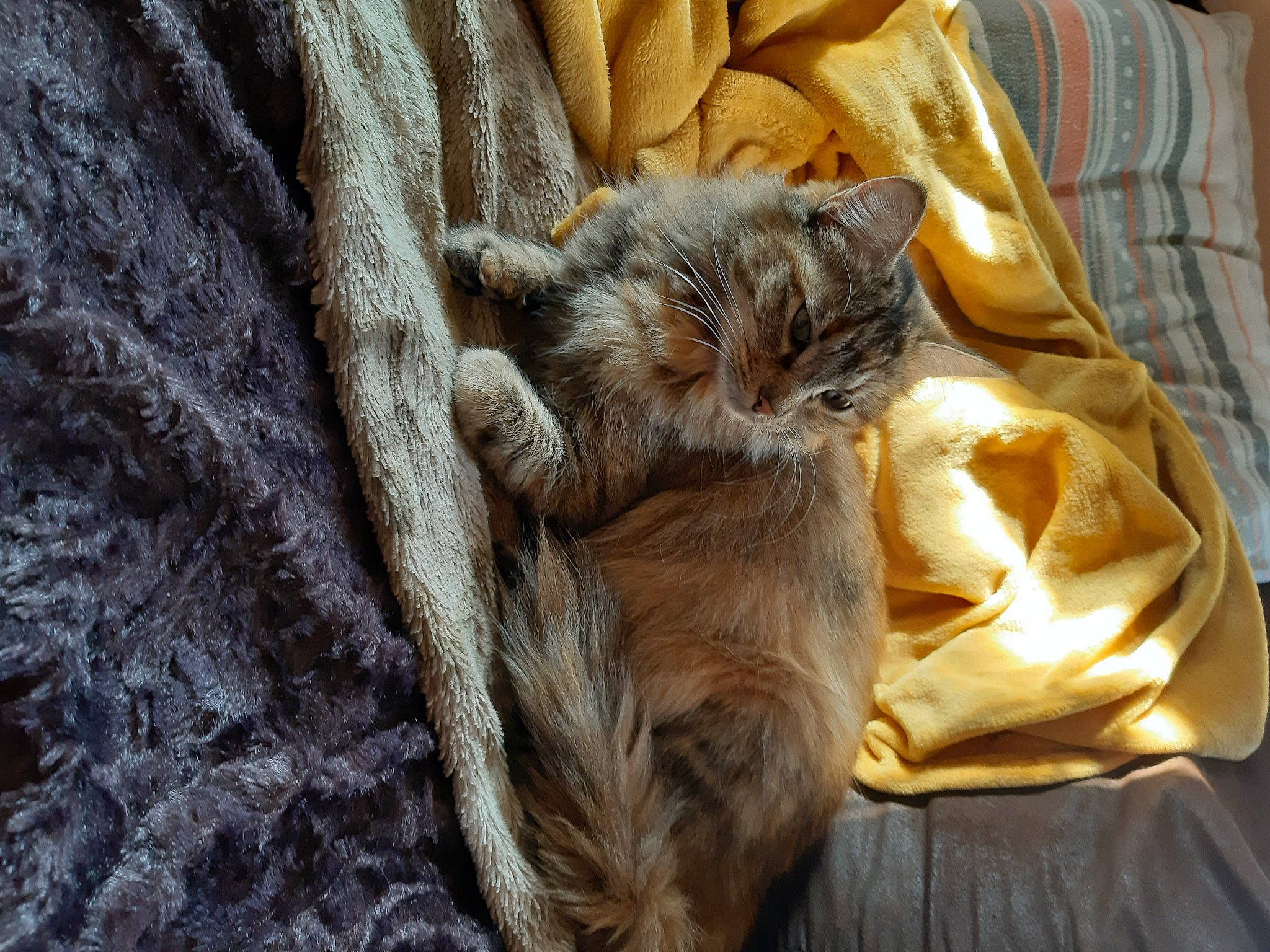 Daisy a rejoint le concours — aidez-le/la à gagner de superbes lots ! asian, carnivore, cat, domestic_short_haired_cat, dragon_li, european_shorthair, fawn, felidae, fur, kitten, nap, norwegian_forest_cat, pixie_bob, small_to_medium_sized_cats, tabby_cat, textile, whiskers, wood