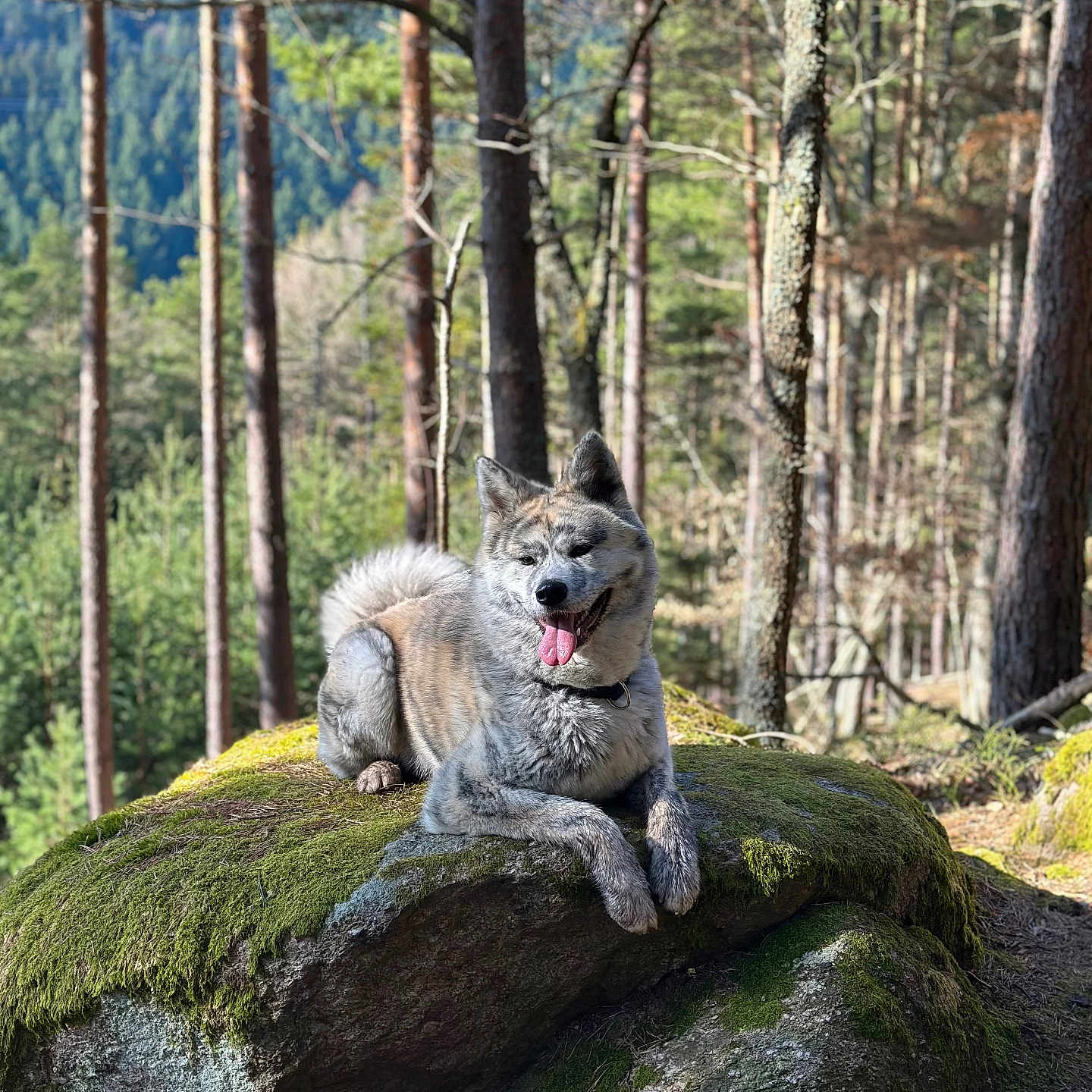 Void a rejoint le concours — aidez-le/la à gagner de superbes lots ! animal, canine, dog, grass, grove, jungle, land, moss, nature, outdoors, pet, plant, puppy, rainforest, rock, soil, tree, vegetation, wilderness, woodland