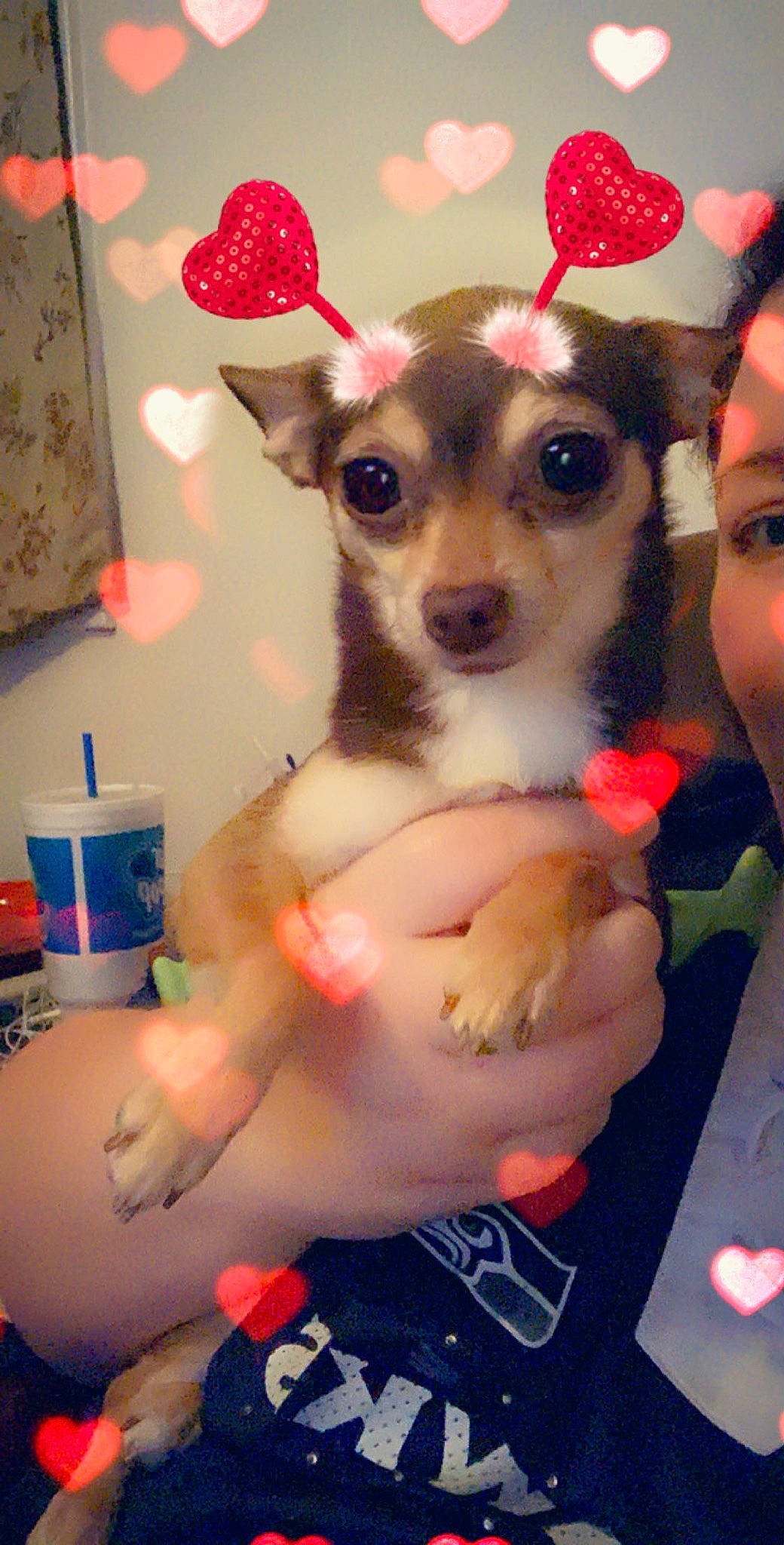 Mona is registered to the contest to win money with this photo: canidae, carnivore, chest, chihuahua, companion_dog, dog, dog_breed, dog_supply, eyewear, fashion_accessory, fawn, fun, fur, nail, organ, paw, pink, snout, toy_dog, whiskers