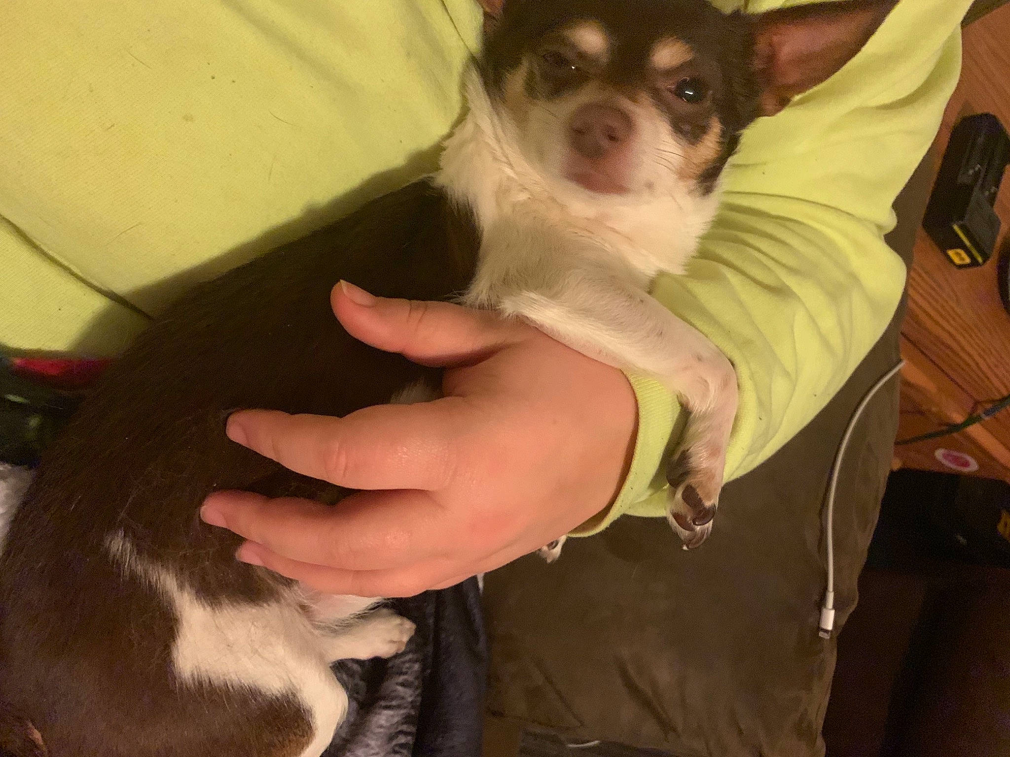 Keno joined the competition — help win amazing prizes! canidae, carnivore, comfort, companion_dog, dog, dog_breed, eyewear, fawn, fur, gesture, hand, iris, nail, snout, sporting_group, tail, toy_dog, whiskers, working_animal, wrist