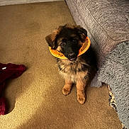 Ryker joined the competition — help win amazing prizes! animal, black, blanket, brown, carpet, couch, cozy, cute, dog, frisbee, fur, furniture, german_shepherd, indoor, looking_up, pet, playful, puppy, sitting, toy