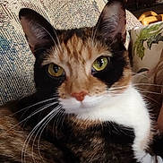 Cali joined the competition — help win amazing prizes! cat, calico_cat, close_up, indoor, pet, animal, feline, whiskers, yellow_eyes, resting, cozy, fur, cute, portrait, domestic_cat, texture, couch, pillow, relaxed, household