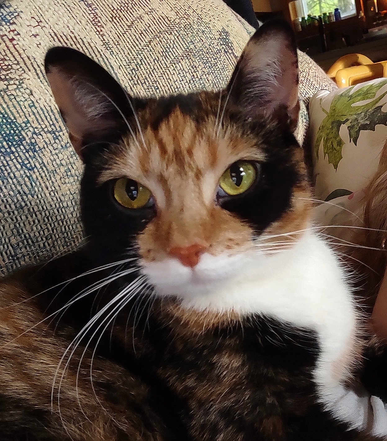 Cali joined the competition — help win amazing prizes! cat, calico_cat, close_up, indoor, pet, animal, feline, whiskers, yellow_eyes, resting, cozy, fur, cute, portrait, domestic_cat, texture, couch, pillow, relaxed, household