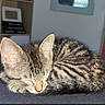 cat, kitten, tabby, sleeping, curled_up, pet, furry, whiskers, ears, closed_eyes, animal, couch, indoor, home, bookshelf, books, window, cozy, nap, sparkles