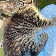 Simba a rejoint le concours — aidez-le/la à gagner de superbes lots ! cat, kitten, tabby, fluffy, striped, feline, pet, animal, whiskers, ears, eyes, tail, fur, sitting, lap, jeans, outdoor, sunlight, close_up, portrait