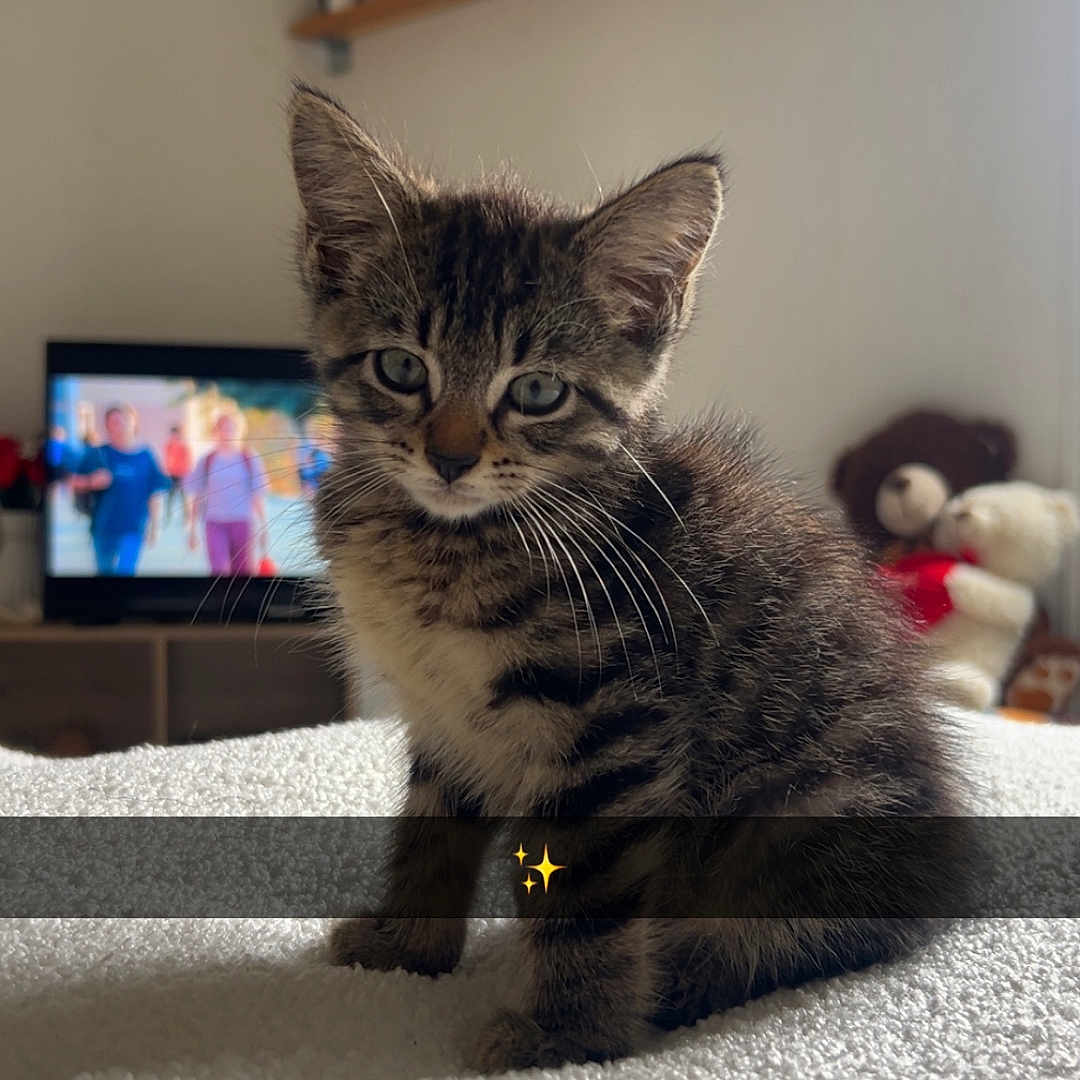 Simba participe au concours pour gagner de l'argent avec cette photo : kitten, cat, tabby, animal, pet, furry, whiskers, ears, eyes, sitting, portrait, indoors, living_room, blanket, television, teddy_bear, shelf, furniture, cozy, sparkle