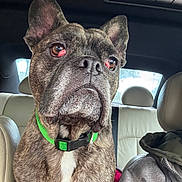 Auggie is registered to the contest to win money with this photo: animal, beige_seat, brindle, canine, car_interior, close_up, dog, ears_up, face, fur, green_collar, human_partial, indoor, looking, nose, pet, seat, sitting, vehicle, window