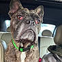 animal, beige_seat, brindle, canine, car_interior, close_up, dog, ears_up, face, fur, green_collar, human_partial, indoor, looking, nose, pet, seat, sitting, vehicle, window