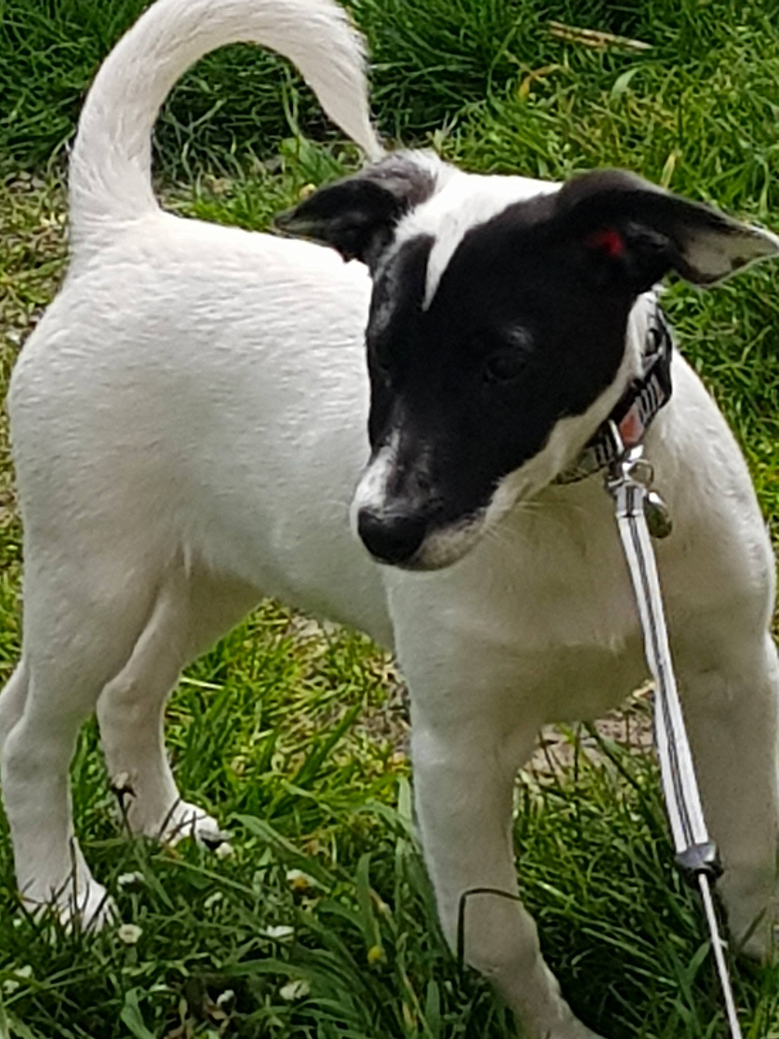 Louna a rejoint le concours — aidez-le/la à gagner de superbes lots ! canidae, carnivore, companion_dog, danish_swedish_farmdog, dog, dog_breed, fox_terrier, grass, jack_russell_terrier, mammal, plant, pointer, rare_breed_dog, smooth_fox_terrier, snout, sporting_group, tail, terrier, vertebrate